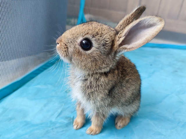 A young wild rabbit in a blue playpen indoors, big ears aloft