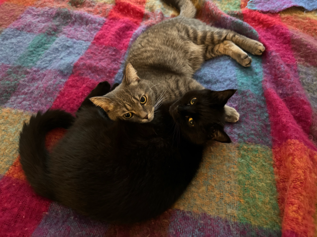 Black and tabby cat lying head to head on a colorful woolen blanket.