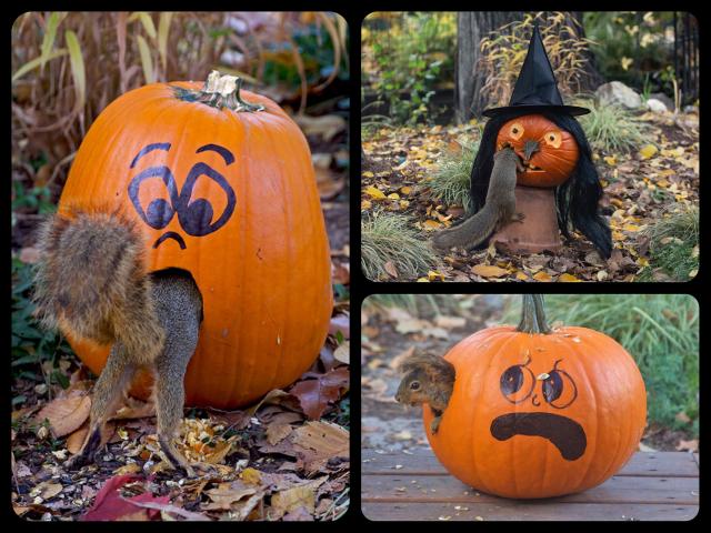 Three photos of squirrels eating pumpkins with faces. The first shows the back half of a squirrel that's inside a the carved mouth of a surprised face, the second is a squirrel crawling into the mouth of a witch pumpkin, and the third has a squirrel's head sticking out the ear of a grimacing face.