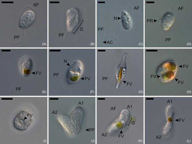 microscopic photos of the newly described microorganism