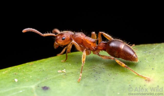 Photograph in side view of a dull reddish ant with several sharp spines around its waist standing alertly on a leaf.