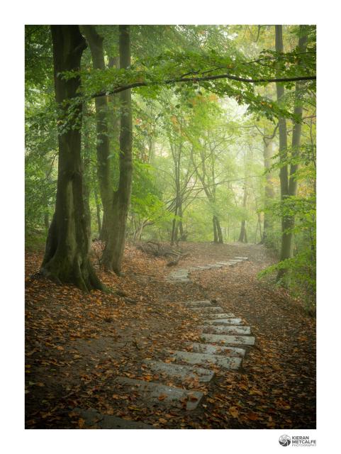 A woodland scene - stone steps slowly wind between green beech trees on a misty morning. There is a thin layer of orange-brown leaves on the ground.