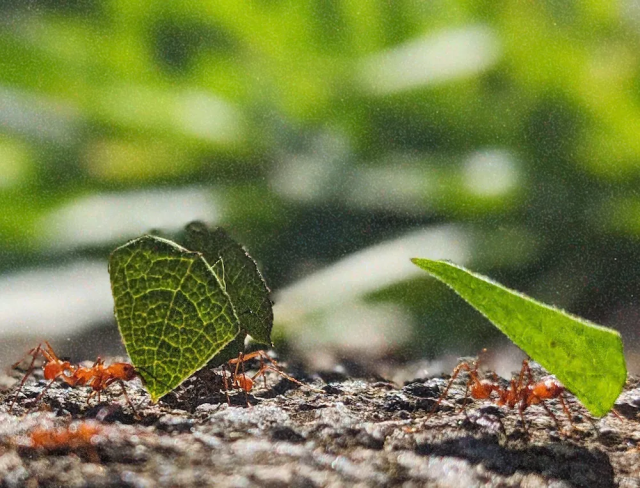Ants carrying little pieces of leaves