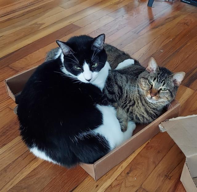 A black and white cat snuggled with (mostly on top of) a brown/gray tabby cat in a small cardboard tray that is barely containing the amount of cat it is holding.