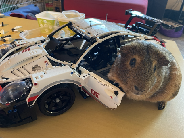 A brown guinea pig leaning on the opened driver side door of a Lego sports car