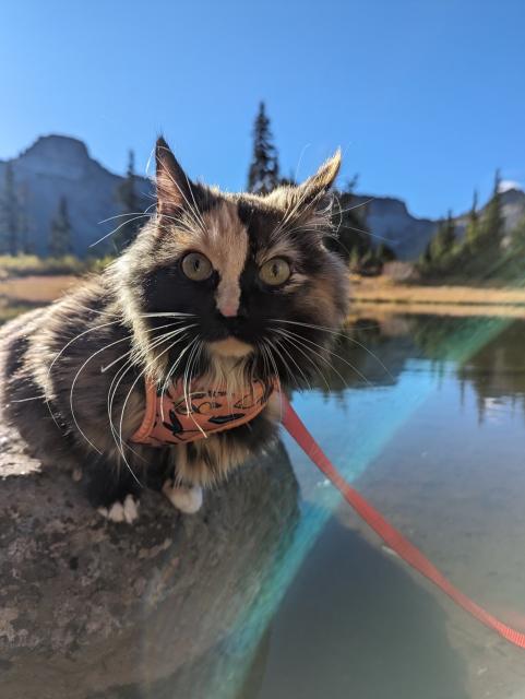 Calico Tortie kitten (gold, white, black, and brown) with green eyes, a pink nose, and long white whiskers sits atop a rock beside a mountain lake. The Washington Cascade Mountains and a few evergreen trees can be seen in the background. It's bright, sunny day with blue skies.