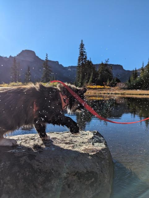 Calico Tortie kitten (gold, white, black, and brown) on a red leash shakes off water, sending droplets everywhere, after she tested lake water. The Washington Cascade Mountains and a few evergreen trees can be seen in the background. It's bright, sunny day with blue skies.