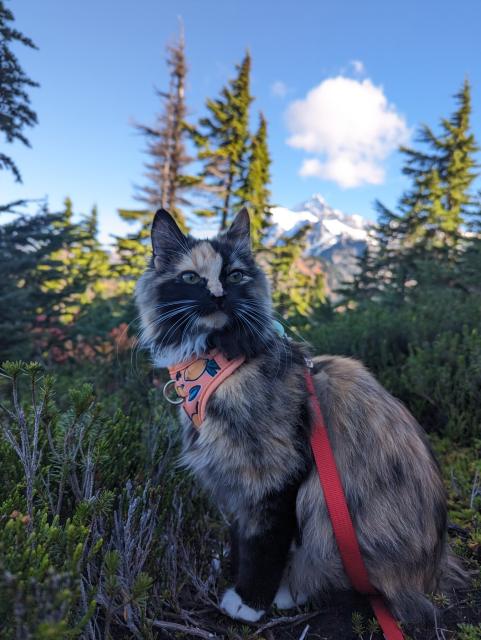 A beautiful Calico Tortie kitten (gold, white, black, and brown) with green eyes, a pink nose, and long white whiskers poses regally against the backdrops of the snow capped Washington Cascade Mountains and evergreen trees. It's bright, sunny day with blue skies and one small, puffy cloud.