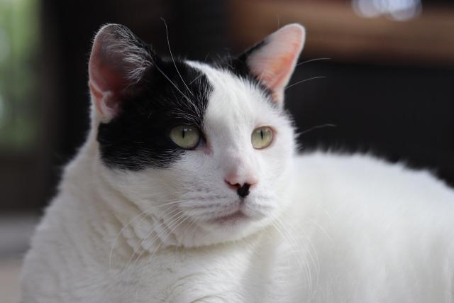 Profile picture of black and white kitty