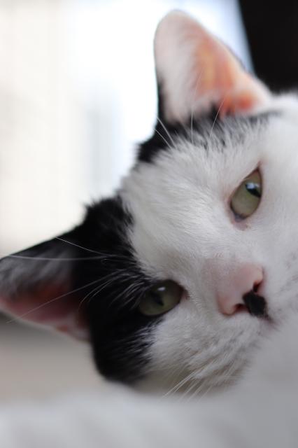 Close up black and white kitty face