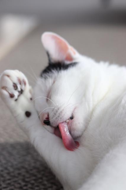 Black and white kitty cleaning his leg with pink tongue extended