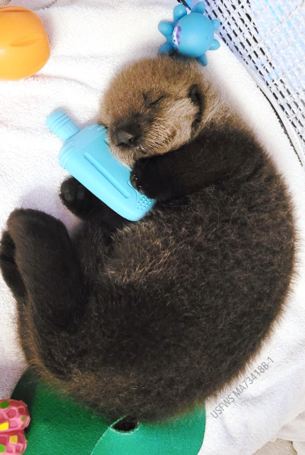 Precious rescued sea otter snuggled and sleeping surrounded by toys at the Alaska SeaLife Center