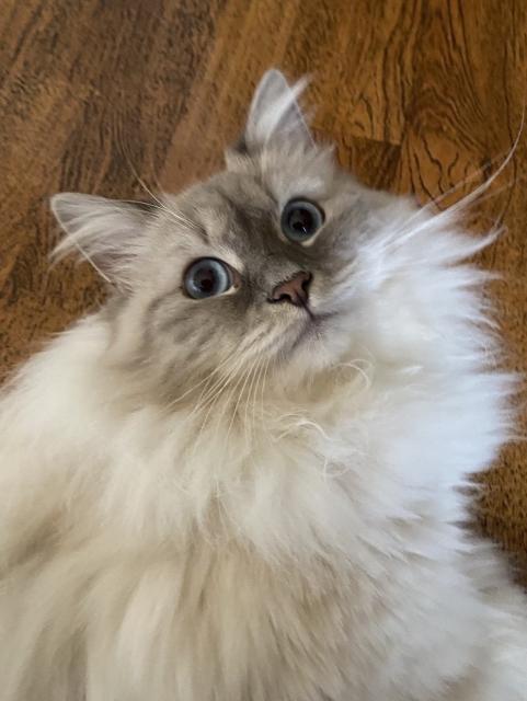 Siberian cat looking at viewer 