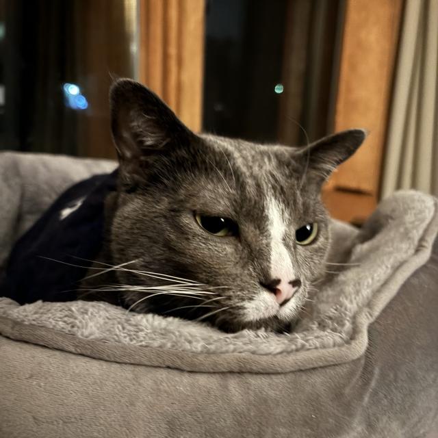 My grey cat Atticus laying in his cat bed.