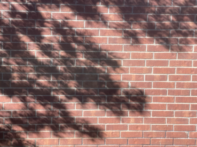 The pattern of leaves on a brick wall shows dozens of images of a solar eclipse as illuminated crescents 