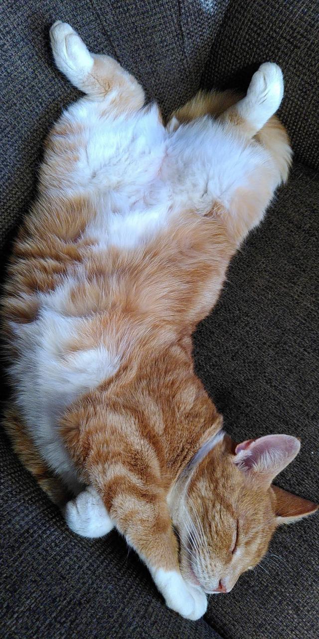Orange -white cat sleeping on a  sofa.