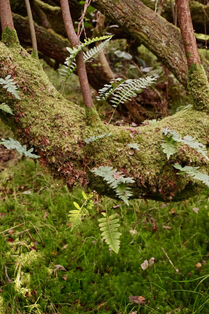 A mossy branch with fern leaves and moss below.