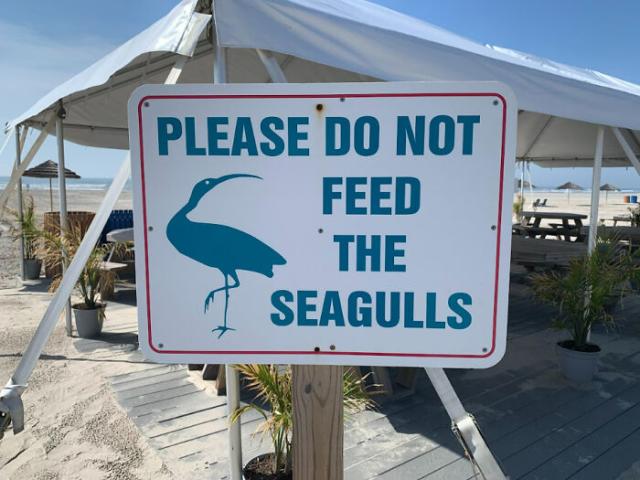 no to seagulls