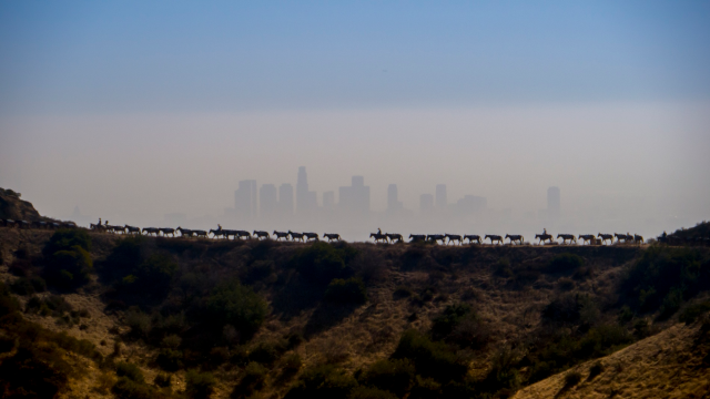 Photo of a line of mules walking a ridge over a canyon at dusk or dawn, with the smoggy LA skyline barely visible on the far horizon