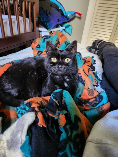 Black cat staring with wide eyes as he lays on a fleece blanket
