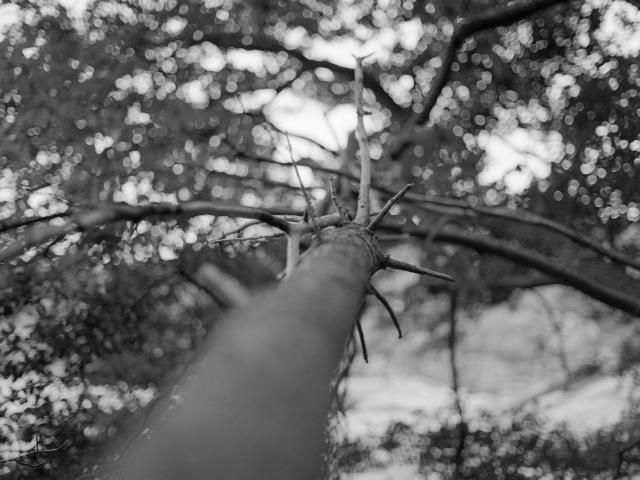 A tree viewed from below, with the tree crown out of focus.