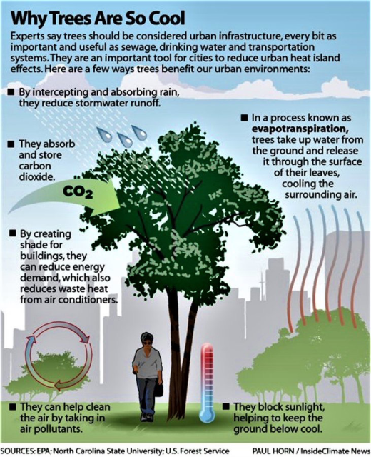 Graphic describing the many benefits that trees provide in cities