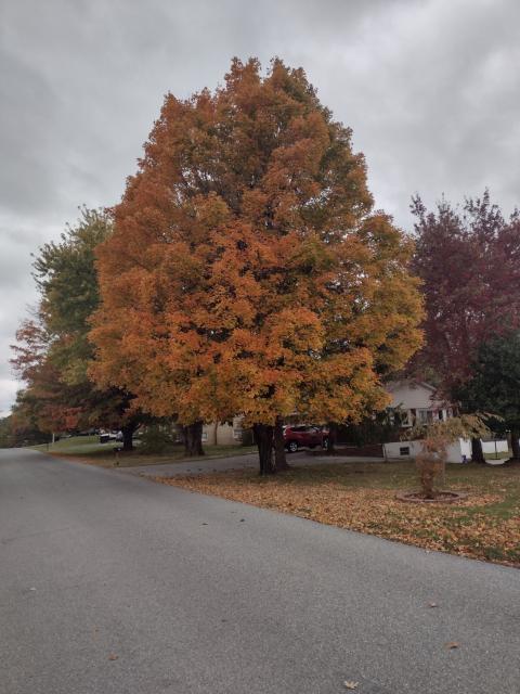 Bright yellow and orange tree