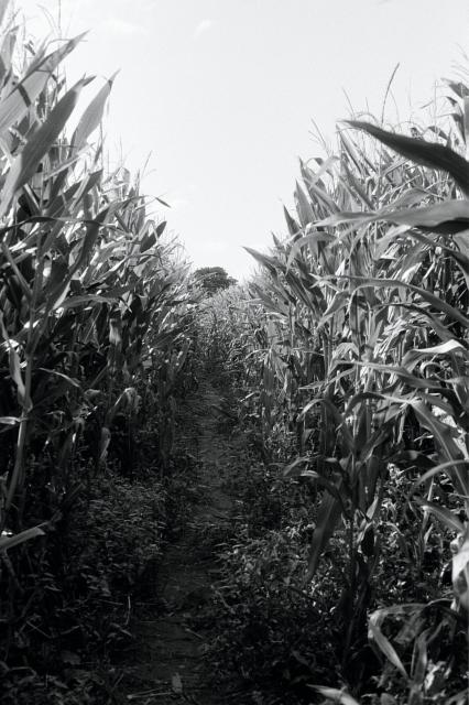 A 35mm black and white film photo of a footpath through the Corn Field near my home in summer 2023