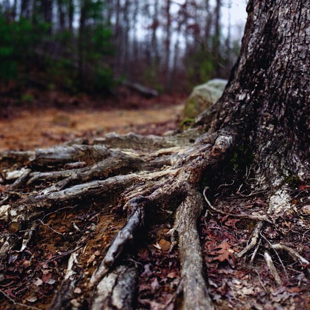 Closeup of the base of a tree and exposed roots along a forest trail. There's a boulder and other trees in the background.