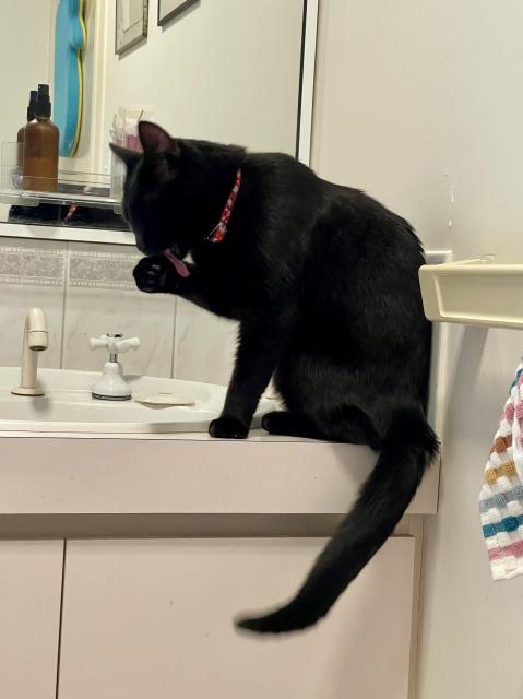 A medium haired black cat wearing a red collar licking its paw on a bathroom sink