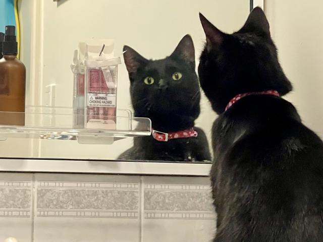 A medium hair black cat with green eyes, wearing a red collar looking at itself in a bathroom mirror