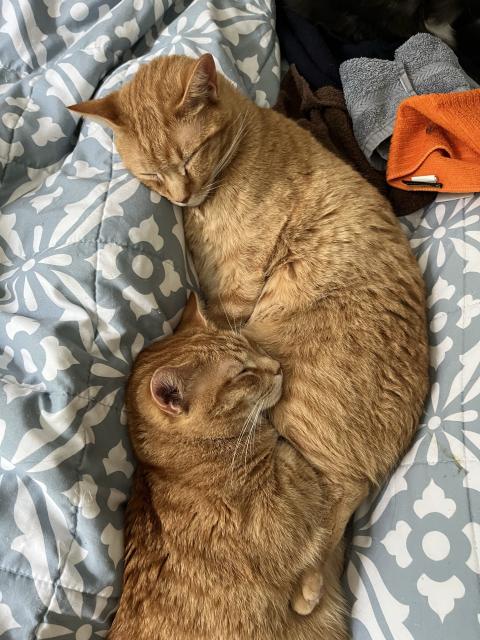 Two orange cats snuggling on a bed.