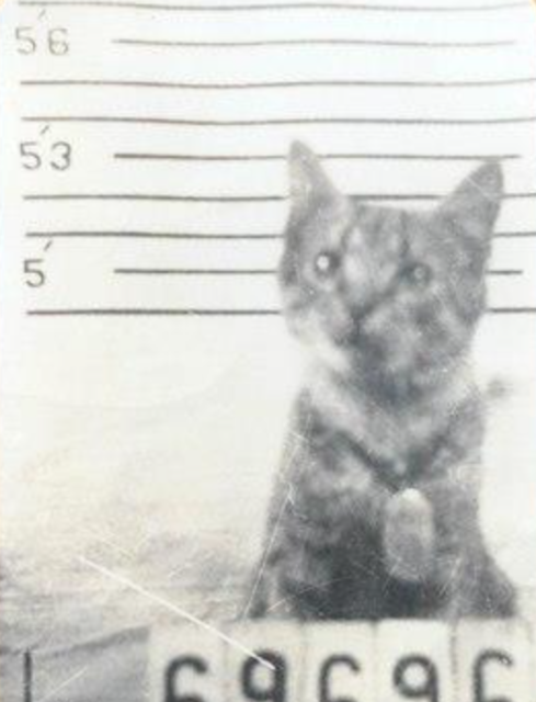 Slightly blurry black and white photograph of a shorthaired tabby kitten wearing some kind of collar and tag, sitting up against a height chart with a number in front of him - it resembles a mugshot. The cat looks obligingly up above the camera.