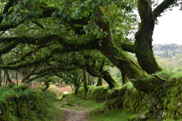 A row of green mossy oaks overhanging a footpath.