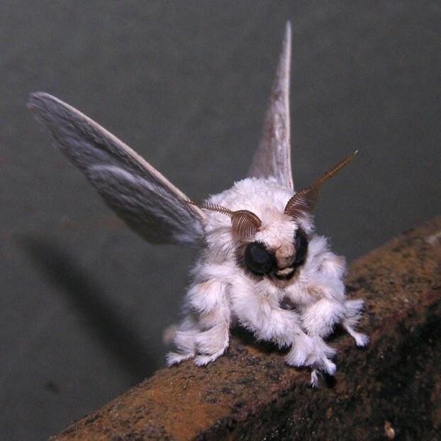 The Venezuelan poodle moth photographed in 2008 by Dr. Arthur Anker. It is white and fluffy.