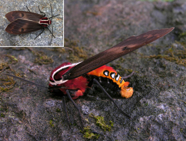 Amastus epicostosia - aposematic tiger moth. Seen in profile on a rock with some moss, the moth has a bright red dorsal side of the abdomen with a few white circles lined by a black line. The thorax has a white and a black line running parallel to each other. Antennae and legs are dark, nearly black. To the top left there's an insect from dorsal view.