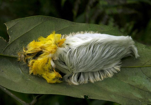 "Bolognese caterpillar" of a moth (Megalopyge sp) from Ecuador. Shows a very woolly caterpillar with a yellow long mane in the anterior segments and white fur-like cover of all other segments, laying on a leaf.