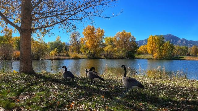 Four Canada geese relaxing in the shade under a tree by a pond in the park. There are golden-leafed trees on the far side of the pond, a peek of the Flatirons rocks in the far distance, and a deep blue, clear sky above on this sunny, warm autumn afternoon.