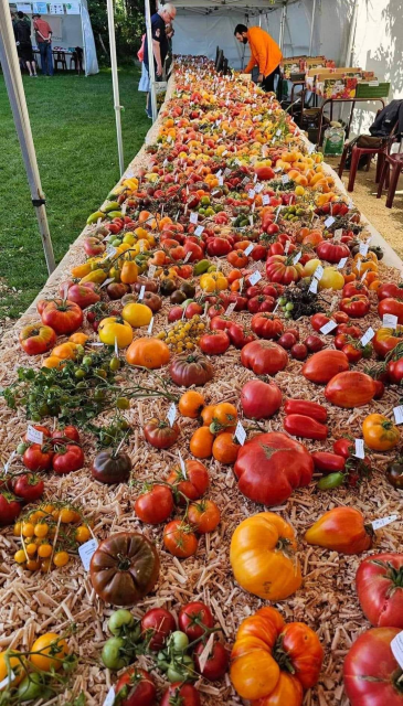 1504 varieties of Romanian tomatoes at the Brussels festival displayed on a very long table! 
Photo: Marian Popescu