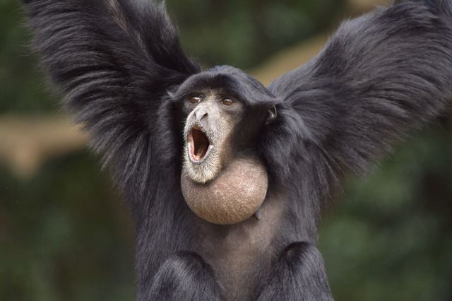 Siamangs are known for their booming boisterous calls. #Endangered in #Indonesia #Malaysia #Thailand from threats incl. #palmoil #deforestation. and the #pettrade. They have no known conservation in place. Help them and #Boycott4Wildlife https://palmoildetectives.com/2021/02/05/siamang-symphalangus-syndactylus/ via @palmoildetect