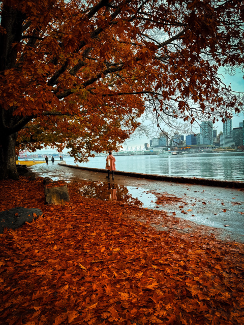 A blanket of leaves on the Stanley Park Seawall in Vancouver. The path has a big puddle that holds the reflection of a person walking by. A leafy tree hangs over head. Across the water is the downtown Vancouver skyline.