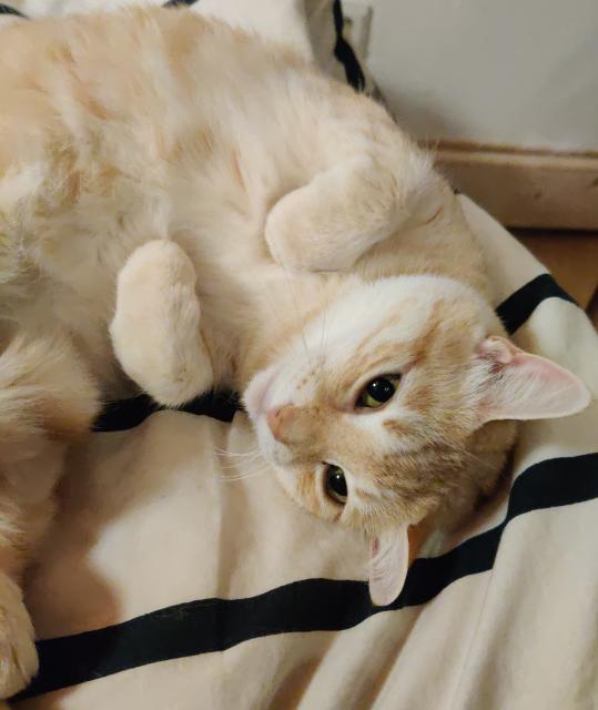 Ginger cat Ginnie lying half on her back, half curled up, looking at the camera longingly with big eyes.