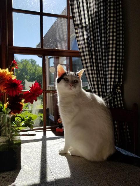 A Turkish Van poses next to a vase of fall blooms on the breakfast table, a place WHERE HE ISN’T SUPPOSED TO BE.