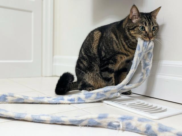 Tabby cat on a tiled bathroom floor holding the belt from a bathrobe in his mouth