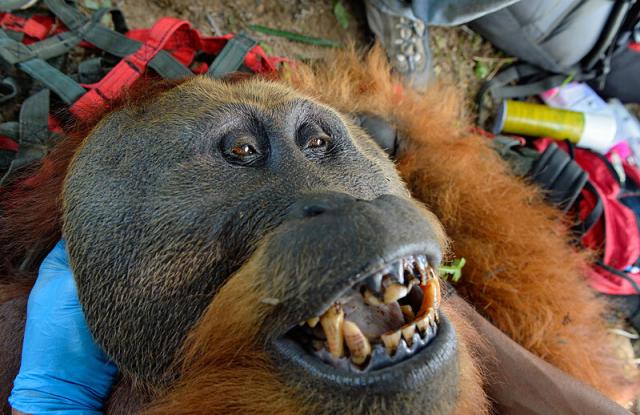 “Sustainable palm oil is a con. #Palmoil is all about #wealth and it’s killing us and the planet. So mother nature will have the last laugh. It’s all corruption. #Boycottpalmoil #Boycott4Wildlife” #Wildlife photographer Craig Jones who rescued a mother and baby #orangutan from a so-called "sustainable" RSPO plantation https://palmoildetectives.com/2021/07/01/eyewitness-by-craig-jones-a-mother-and-baby-orangutan-are-rescued-from-an-rspo-palm-oil-plantation-in-sumatra/ via @palmoildetectives 