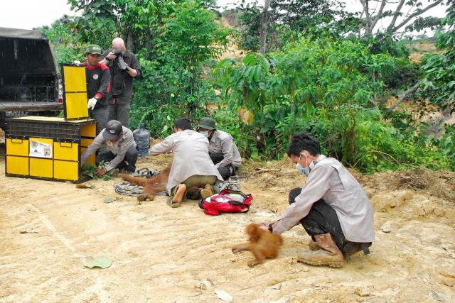 “Sustainable palm oil is a con. #Palmoil is all about #wealth and it’s killing us and the planet. So mother nature will have the last laugh. It’s all corruption. #Boycottpalmoil #Boycott4Wildlife” #Wildlife photographer Craig Jones who rescued a mother and baby #orangutan from a so-called "sustainable" RSPO plantation https://palmoildetectives.com/2021/07/01/eyewitness-by-craig-jones-a-mother-and-baby-orangutan-are-rescued-from-an-rspo-palm-oil-plantation-in-sumatra/ via @palmoildetectives 