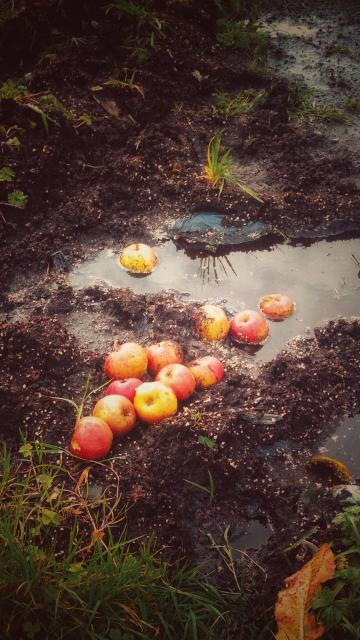 Apples in a muddy puddle 