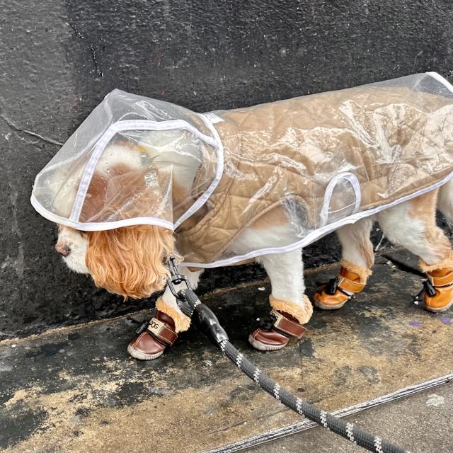 A Cavalier King Charles spaniel wearing a raincoat and boots and walking on a city street