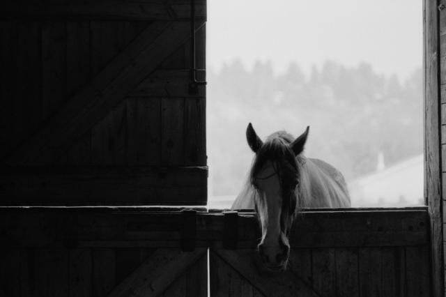 This is a photograph of a horse poking its head into its stable, facing the camera. Its ears are perked. Other than the bright light from the stable's window (with some out of focus trees in the background), the wooded stable is shrouded in shadow.
