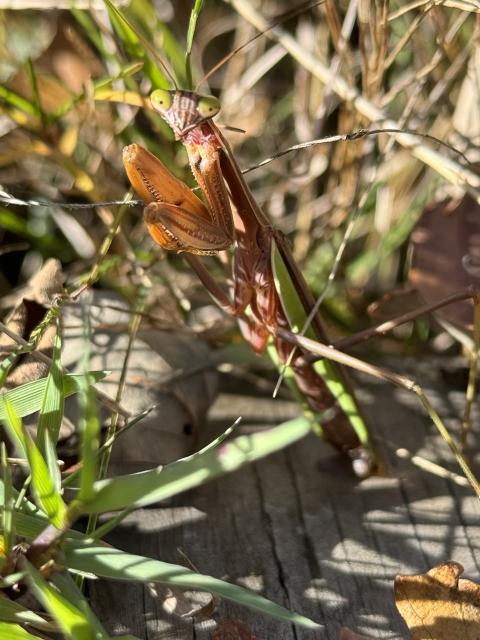 A praying mantis looks up at me. Photo: Sheril Kirshenbaum